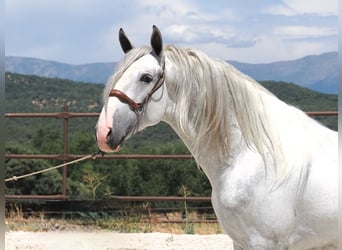 PRE Croisé, Étalon, 4 Ans, 171 cm, Gris
