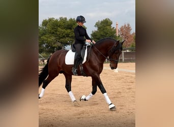 PRE Croisé, Étalon, 4 Ans, 172 cm, Bai brun