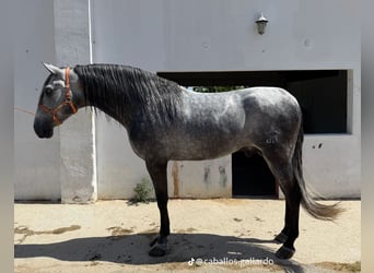 PRE Croisé, Étalon, 4 Ans, 172 cm, Gris