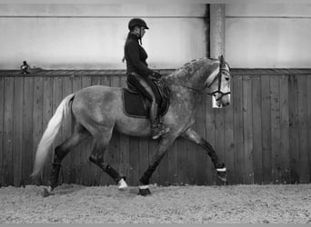 PRE, Étalon, 4 Ans, 172 cm, Gris pommelé