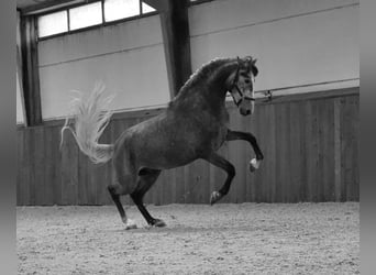 PRE, Étalon, 4 Ans, 172 cm, Gris pommelé