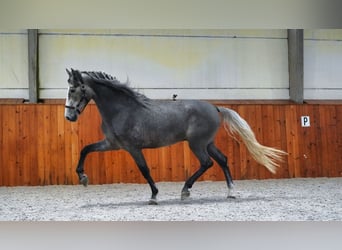 PRE, Étalon, 4 Ans, 172 cm, Gris pommelé