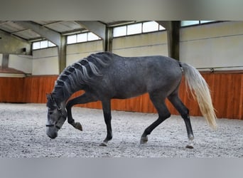 PRE, Étalon, 4 Ans, 172 cm, Gris pommelé