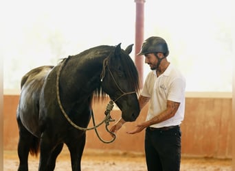 PRE, Étalon, 4 Ans, 172 cm, Noir