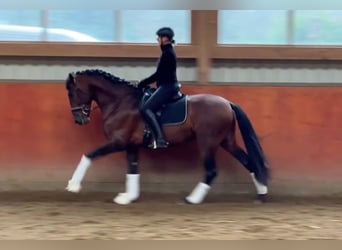 PRE Croisé, Étalon, 4 Ans, 173 cm, Bai