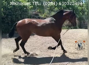 PRE Croisé, Étalon, 4 Ans, 174 cm, Bai