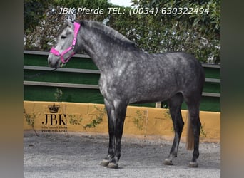 PRE Croisé, Étalon, 4 Ans, 174 cm, Gris pommelé