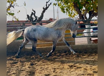 PRE Croisé, Étalon, 4 Ans, 174 cm, Gris pommelé