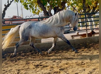 PRE Croisé, Étalon, 4 Ans, 174 cm, Gris pommelé