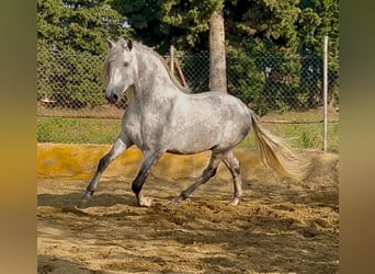 PRE Croisé, Étalon, 4 Ans, 174 cm, Gris pommelé