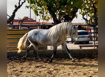 PRE Croisé, Étalon, 4 Ans, 174 cm, Gris pommelé