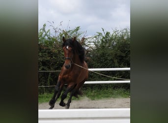 PRE Croisé, Étalon, 4 Ans, 176 cm, Bai