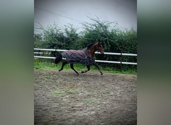 PRE Croisé, Étalon, 4 Ans, 176 cm, Bai