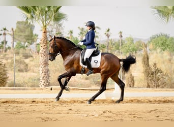 PRE Croisé, Étalon, 4 Ans, 178 cm, Bai