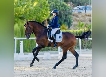 PRE Croisé, Étalon, 4 Ans, 178 cm, Bai