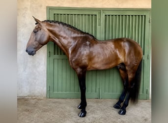PRE Croisé, Étalon, 4 Ans, 178 cm, Bai