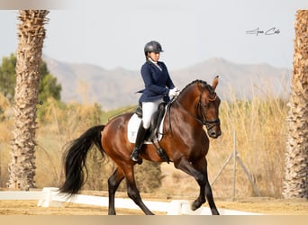 PRE Croisé, Étalon, 4 Ans, 178 cm, Bai