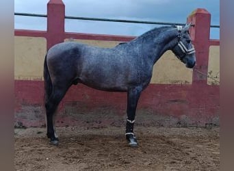 PRE Croisé, Étalon, 4 Ans, 178 cm, Gris