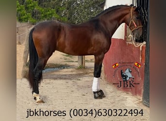 PRE, Étalon, 4 Ans, Bai