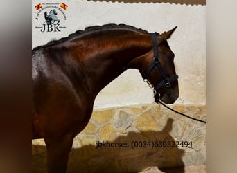 PRE, Étalon, 4 Ans, Bai