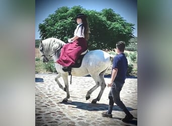 PRE Croisé, Étalon, 4 Ans