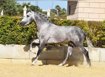 PRE, Étalon, 4 Ans, Gris