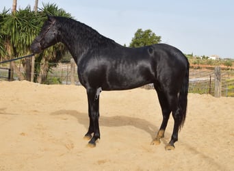 PRE Croisé, Étalon, 4 Ans, Noir