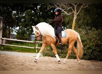 PRE Croisé, Étalon, 4 Ans, Palomino