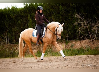 PRE Croisé, Étalon, 4 Ans, Palomino