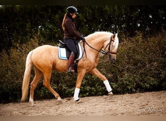 PRE Croisé, Étalon, 4 Ans, Palomino