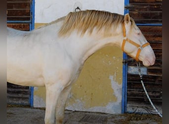 PRE, Étalon, 4 Ans, Perlino