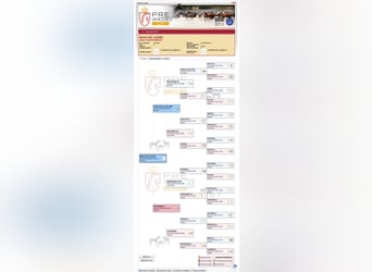 PRE Croisé, Étalon, 5 Ans, 154 cm, Blanc