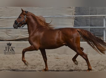 PRE Croisé, Étalon, 5 Ans, 155 cm, Alezan