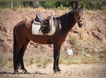 PRE Croisé, Étalon, 5 Ans, 156 cm, Bai
