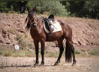 PRE Croisé, Étalon, 5 Ans, 156 cm, Bai