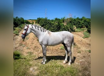 PRE Croisé, Étalon, 5 Ans, 156 cm, Gris pommelé