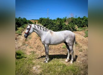 PRE Croisé, Étalon, 5 Ans, 156 cm, Gris pommelé