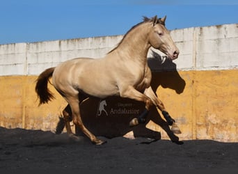 PRE, Étalon, 5 Ans, 157 cm, Perle