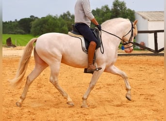 PRE Croisé, Étalon, 5 Ans, 157 cm, Perlino