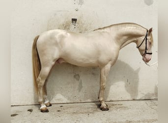 PRE Croisé, Étalon, 5 Ans, 157 cm, Perlino