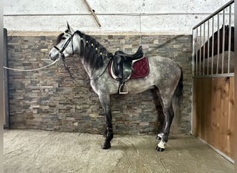 PRE, Étalon, 5 Ans, 158 cm, Gris pommelé