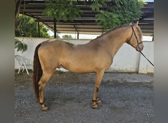 PRE Croisé, Étalon, 5 Ans, 159 cm, Champagne