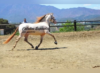 PRE, Étalon, 5 Ans, 159 cm, Cremello