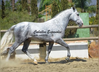 PRE, Étalon, 5 Ans, 159 cm, Gris pommelé