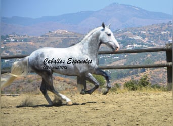 PRE, Étalon, 5 Ans, 159 cm, Gris pommelé