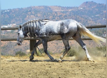 PRE, Étalon, 5 Ans, 159 cm, Gris pommelé