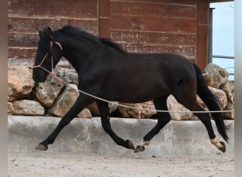 PRE Croisé, Étalon, 5 Ans, 159 cm, Noir