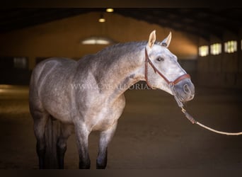 PRE, Étalon, 5 Ans, 159 cm, Rouan bleu