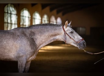 PRE, Étalon, 5 Ans, 159 cm, Rouan bleu