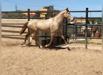 PRE Croisé, Étalon, 5 Ans, 160 cm, Champagne